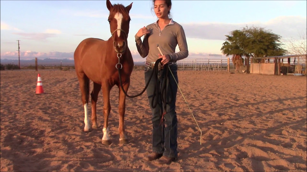 Spanish Walk Tutorial - Abiela Conde Horsemanship