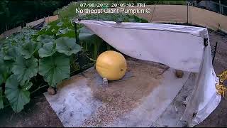 Cucurbitaceae