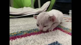 Our Devon Rex Kittens Slide Show - Newborn to 12 Days old by Devon Rex Kittens NJ 52 views 3 years ago 1 minute, 24 seconds