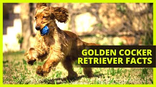 GOLDEN COCKER RETRIEVER | Top 7 facts about the Golden Cocker Retrever you need to know! by The Pet Pooch Program 10,988 views 2 years ago 6 minutes, 35 seconds