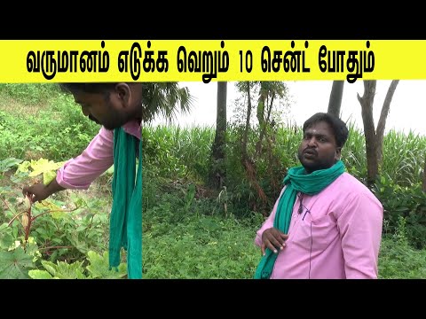 வருமானம் எடுக்க வெறும் 10 சென்ட் போதும்/Just 10 cents is enough to earn income,