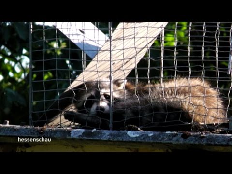 Video: Waschbären: Ein Gesundheitsrisiko Unter Dem Radar
