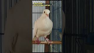 Download Lagu Pancingan Puter Lokal Jantan Mbekur Tajam | Beautiful Pet Birds #shorts #shortvideo MP3 Download Lagu Pancingan Puter Lokal Jantan Mbekur Tajam | Beautiful Pet Birds #shorts #shortvideo MP3