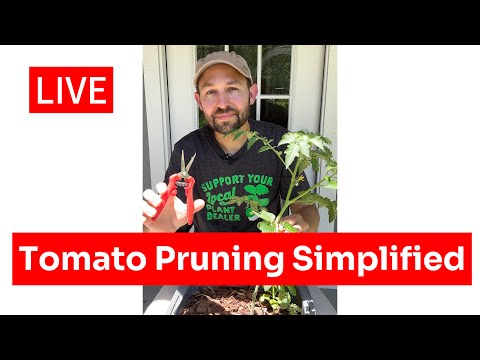 Tomato Pruning Simplified - broken down by type - LIVE
