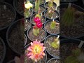 Trichocereus and Echinopsis Hybrids #2