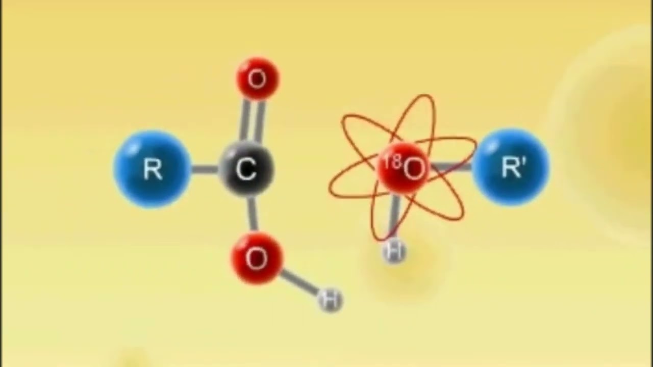 Animation on MECHANISM OF ESTERIFICATION REACTION