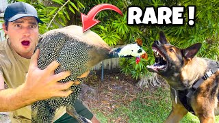 Rescued Rare African Bird From Vicious Dog ! Again !!