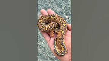 Pavement (Super Gravel/Asphalt) Orange Dream Clown Het Hypo produced by MJ over at Trap Exotics.