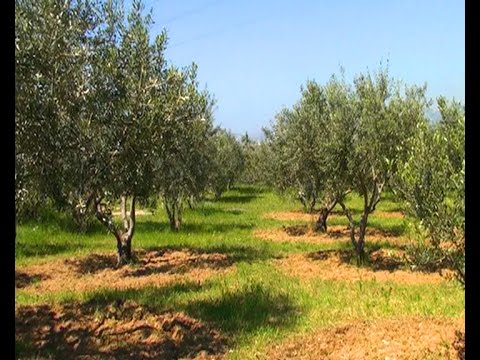 Video: Gnojila Za Jagode: Za Hidroponiko, Za Zimo In Med Cvetenjem, Novembra In Avgusta, Shema Gnojenja