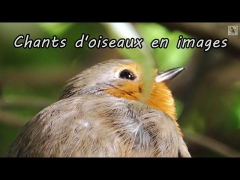 Chants d'oiseaux de France en images