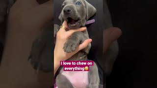 This weimaraner puppy can chew all day long#puppiesforsale #puppylove #cuteshorts