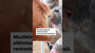 Hevosille soitettiin musiikkia