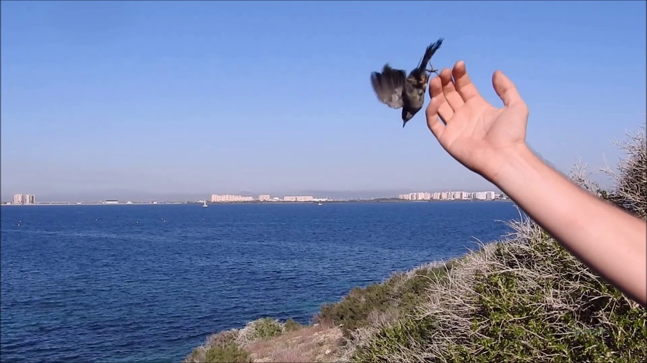 Campaña Postnupcial de Anillamiento Científico de Aves en Isla Grosa 2018 por ANSE