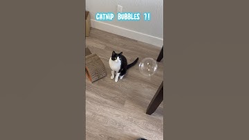 Caturday Catnip BUBBLES! 🫧 #shorts