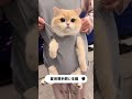 [Giipet]夏用薄手飼い主服🐱 #giipet #cat #ペット用品 #cute #おすすめ #petテープ #pets #ペット #ぽめすたぐらむ #犬用おもちゃ