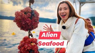 Japan’s ALIEN SEAFOOD: Shizuka Eats SEA PINEAPPLE for the First Time