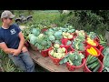 HARVEST TIME ON OUR VEGETABLE FARM