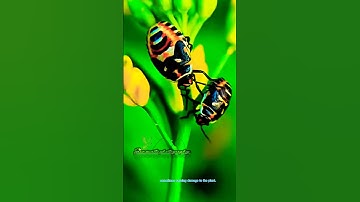 The beautiful stink bugs dancing on mustard flower #insectlife #wildlife #insectmacro #insectsrule