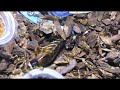 Camponotus maculatus vs blaptica dubia macro ants feeding