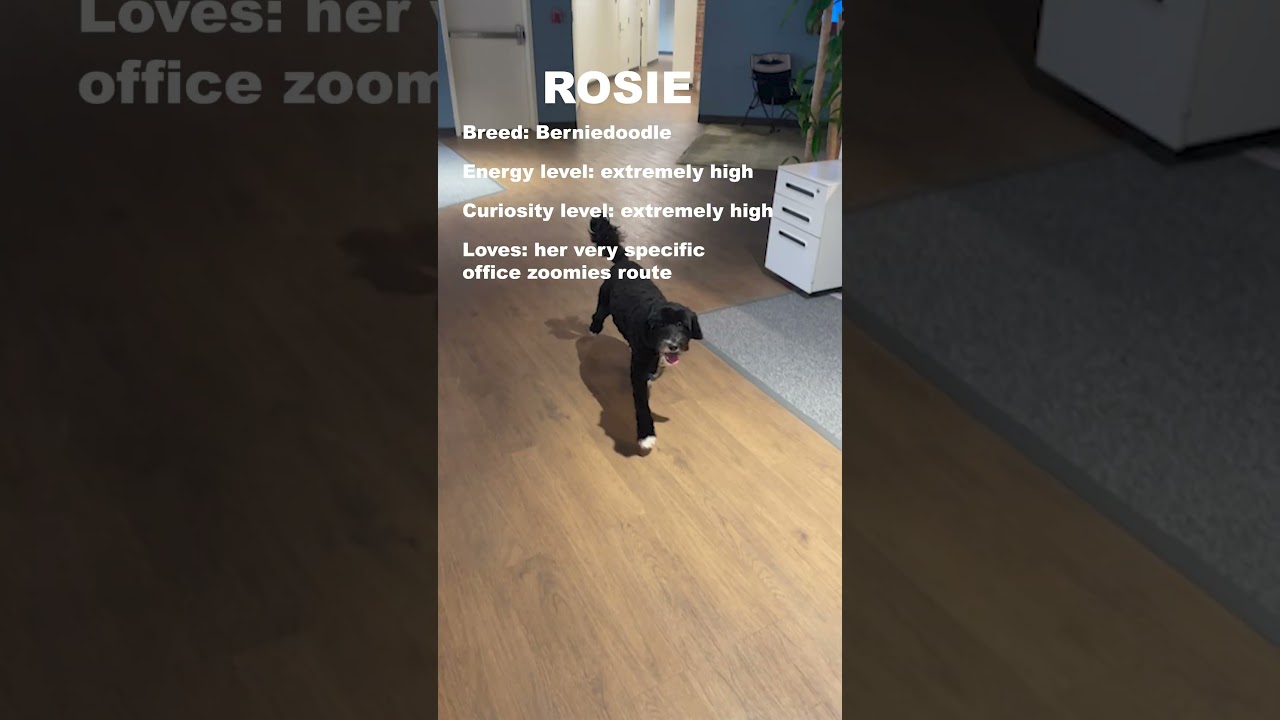 Meet the office dogs! 🐶 