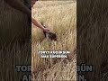 #kurzhaar #animals avcılar #hunting #harehunting #köpek #puppy #eğitim