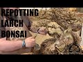 Repotting a larch bonsai  greenwood bonsai