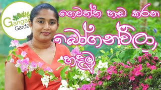 හැමදාම මල් පිපෙන්න බෝගන්විලා හදමු - How to grow Bougainvillea in Sinhala
