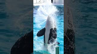 パワーアップしたルーナのうがい!! #Shorts #鴨川シーワールド #シャチ #Kamogawaseaworld #Orca #Killerwhale