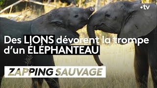 Des lions dévorent la trompe d&#39;un éléphanteau - ZAPPING SAUVAGE