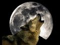 El lobo y la luna