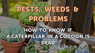 How to Know If a Caterpillar in a Cocoon Is Dead