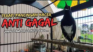 Suara Burung Kacer Bikin Lawan Emosi Gacor, Pancingan Kacer Agar Cepat Emosi Gacor