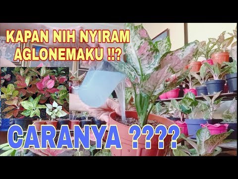 Video: Bunga Roly Basah : Nama Cara Merawatnya di Rumah