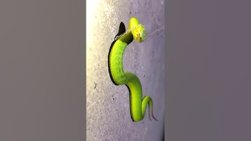 Ớn lạnh rắn lục đuôi đỏ khủng | @thegioiran