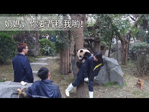 《熊貓早晚安》奶媽，你要背穩我喲！| iPanda