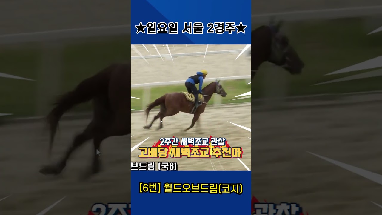 9월13일 일요일 서울 2경주!! 2주간 훈련보인 강백호의 새벽조교 쏘스마!!