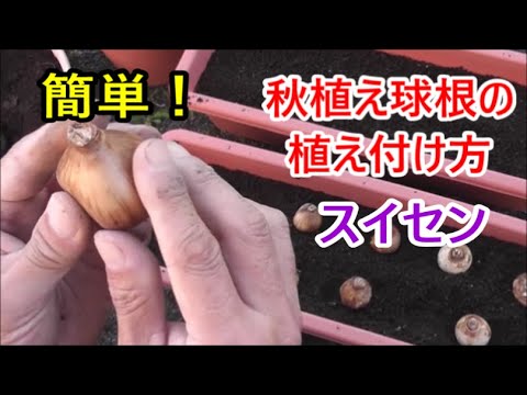 簡単 秋植え球根の植え付け方 スイセン Youtube