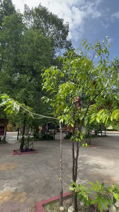 🇰🇠Killing Fields Siem Reap (Genocide Museum) 2025.07.12