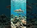 Hunting Shark #nature #oceanadventure #fishinglife #shark #fish #adventurelife #divinglife #ocean