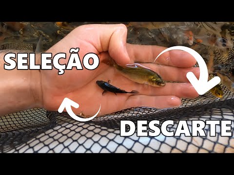 Vídeo: Koi: Não confunda estas carpa grande e colorida para peixinho