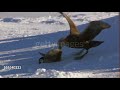 Giant petrels hunting their favourite food emperor penguin chicks