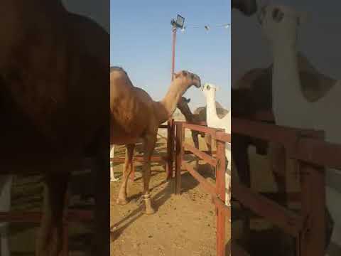 جديد مركز سليم بن شالح وشريكه لبيع جميع أنواع الإبل ٠٥٣٨٠٠٨٠٠٩