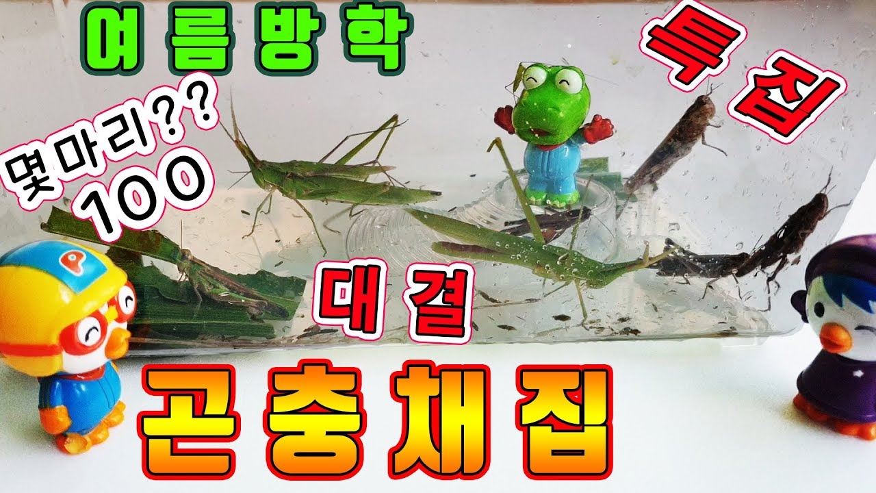 곤충채집편! 뽀로로와 친구들이 여름방학을 맞아 곤충친구들을 만나러가다 섬서구메뚜기와 벼메뚜기 방아깨비등  |꿈토이| 제35화