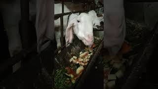 barbari goats