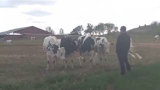 Cows Reacting To Burps - Part 1