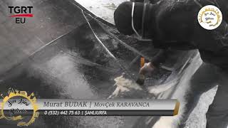 MOVÇEK KARAVANCA ŞANLIURFA  MURAT BUDAK