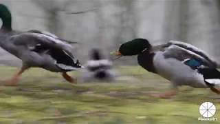 #Ducks Fighting