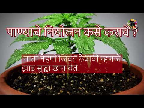 बागकामाच्या टिप्स | #बागकाम प्रेमींसाठी अतिशय मोलाची #टीप मराठीमध्ये | #Gardening Tips in Marathi