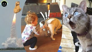Funny compilation of dogs,babies and cats | #trynottolaugh by Mr Best 1,454 views 3 years ago 8 minutes, 45 seconds