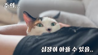 안아줘병 걸린 소망이 영상 모음(고양이 맞아요)